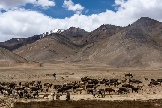 Sheep Goat Murghab Tajikistan