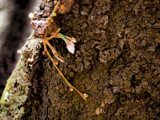 春を感じる日本の美しい先初めの桜