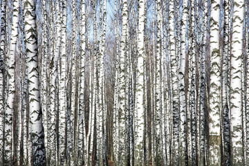 Trunks of birch trees against the spring blue sky