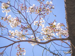 春を感じる日本の美しい先初めの桜