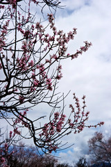 peach tree in spring, Tibet China 