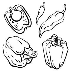 Paprika, bell pepper, chili, green pepper. Black line sketch of vegetables isolated on white background. Doodle hand drawn vegetables. Vector illustration
