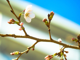 春を感じる日本の美しい先初めの桜