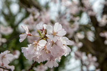 満開をむかえた手取川堰堤のソメイヨシノ