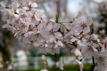 満開をむかえた手取川堰堤のソメイヨシノ