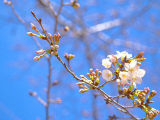 春を感じる日本の美しい先初めの桜