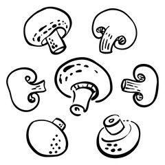 Champignon, mushroom, sliced. Black line sketch of vegetables isolated on white background. Doodle hand drawn vegetables. Vector illustration