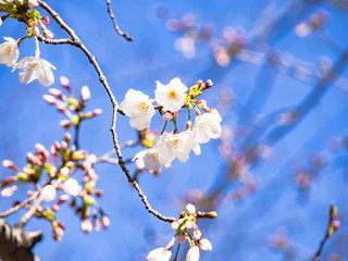 春を感じる日本の美しい先初めの桜