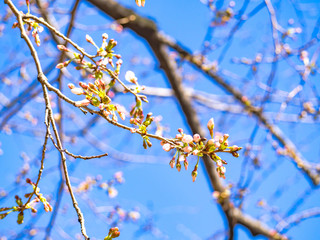 春を感じる日本の美しい先初めの桜