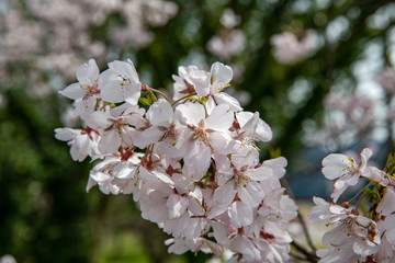 Obraz premium 満開をむかえた手取川堰堤のソメイヨシノ