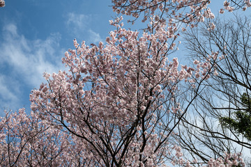 満開をむかえた手取川堰堤のソメイヨシノ