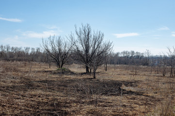 Days after a forest fire