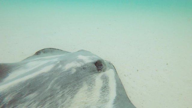 Rochen gleitet im Wasser
