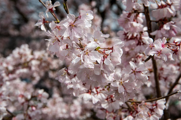 満開をむかえた手取川堰堤のソメイヨシノ