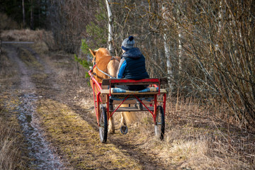 Woman driving horsedrawn carriage
