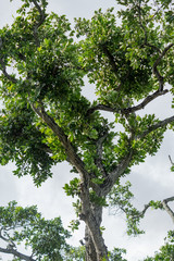 A shade tree grows tall with many branches and leaves that start growing in the spring.
