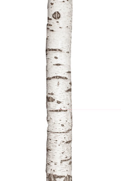 Natural birch tree trunk isolated on white background