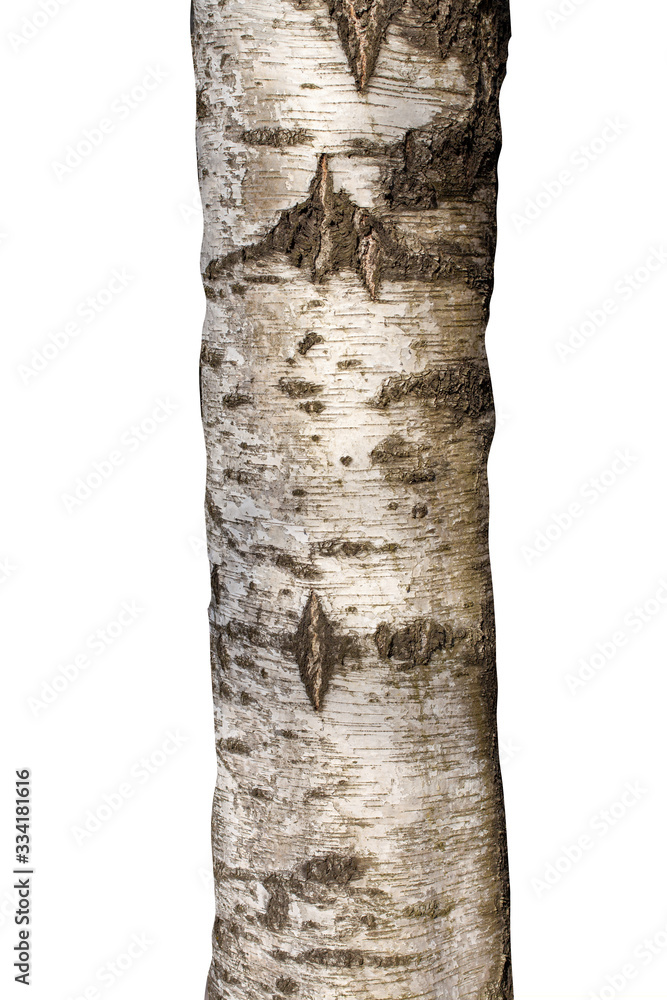Poster natural birch tree trunk isolated on white background