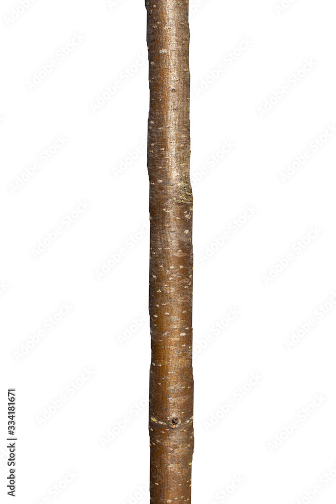 Poster  tree trunk isolated on white background