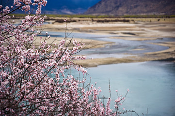 blooming peach tree near river side in Tibet China 