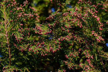 Blüten einer Lawsons Scheinzypresse 