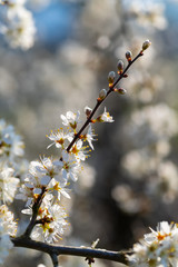 Weißdorn Rosaceae Crataegus Strauch Busch Blüten weiß Frühling Dornen Pollen Bienen Humme,n Staubgefäße Sauerland Deutschland Heilkraut Kompott Gelee Chinesische Medizin Ostern Deko