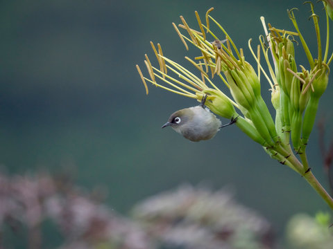 L'oiseau Vert