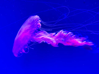 Amazing jellyfish floating in dark water, pink medusa swimming in the museum in Kiev. Sea, sea life...