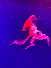 Obraz na płótnie Canvas Amazing jellyfish floating in dark water, pink medusa swimming in the museum in Kiev. Sea, sea life concept