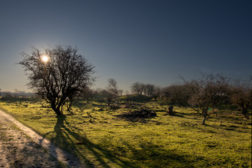 The sun shining through a small bare tree in a mossy fluorescent landscape