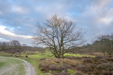 Bare tree in front of a mossy dune slope
