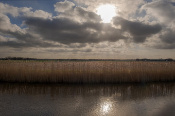 Reed collar illuminated from behind by the sun in a heavily cloudy sky