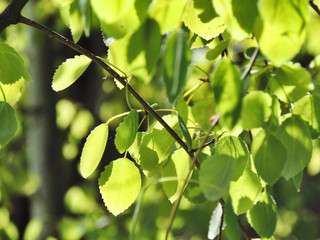 ripe bright lush green leaves trees