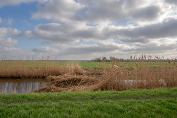 Straight ditch with partially mown reeds in a meadow landscape and a typical Dutch cloudy sky