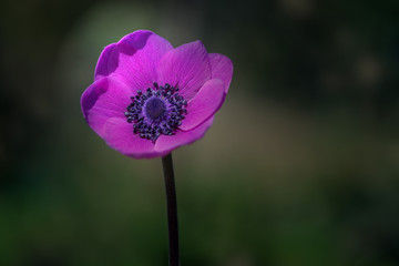 Purple flower of an anemone lit by the sun against a dark and blurred background