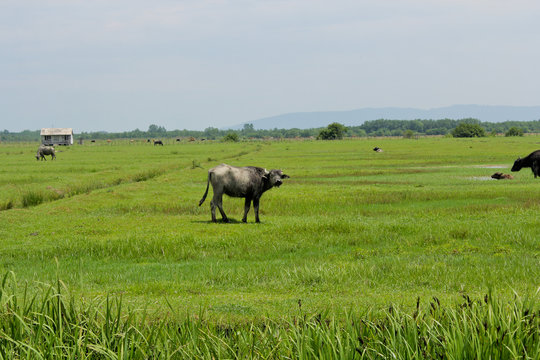 Black bulls in the fields. Caucasus. Bulls in Mingrelia region, Georgia country.