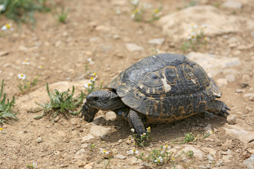 Mediterranean Tortoise on soill