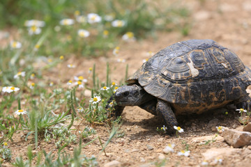 wild Mediterranean Tortoise on meadow