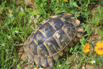 mediterranean tortoise shell