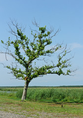 Panorama, wild view one tree of Kolkheti National Park. Summer, green landscape Georgia country.