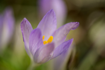 Single flower of a purple crocus with orange stamens