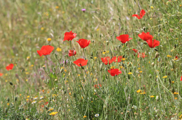 Fototapeta na wymiar nice wild red poppy flowers