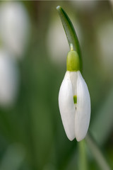 Closeup of a single half-open flower of a snowdrop