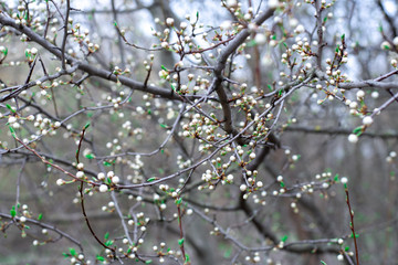 not yet blossoming buds of white flowers on a tree in the park. early spring