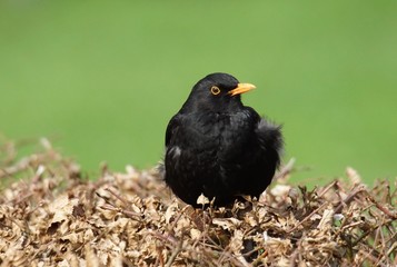 Amsel