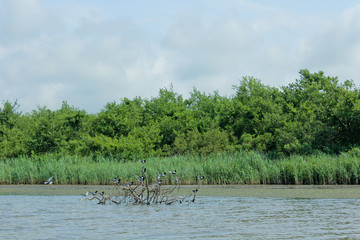 Wild birds on a branch in the middle of the river. Panorama, wilderness view of Churia river in the swamps of Kolkheti National Park. A lot of reeds.