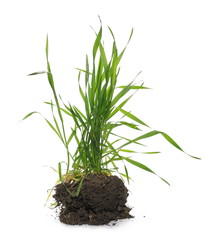 Green spring young wheat with soil isolated on white background, with clipping path