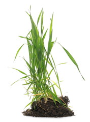 Green spring young wheat with soil isolated on white background, with clipping path