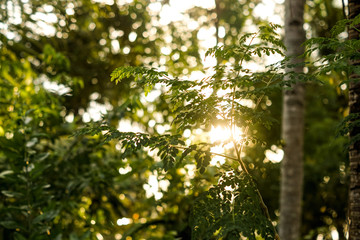 The warm afternoon sunlight looks beautiful when it breaks through the leaves in spring.