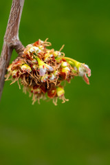 &eacute;rable en fleur